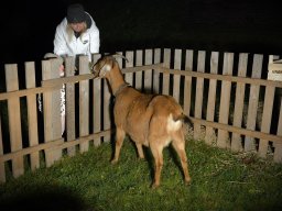 Rozsvícení vánočního stromečku